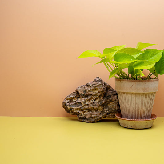 EPIPREMNUM GOLDEN POTHOS