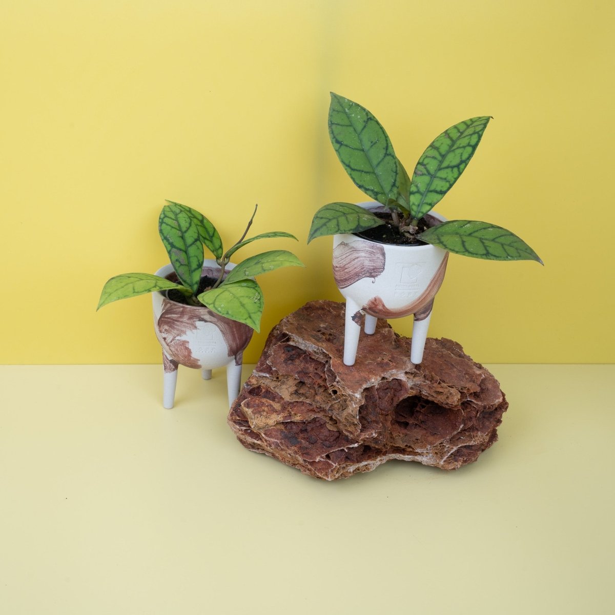 HOYA CALLISTOPHYLIA online bestellen bei potflourri