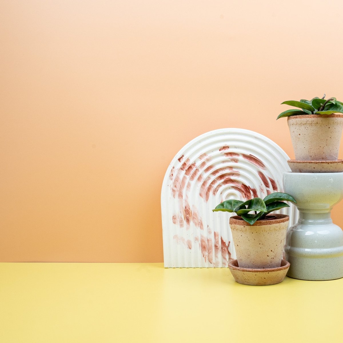 HOYA CARNOSA KRINKLE online bestellen bei potflourri