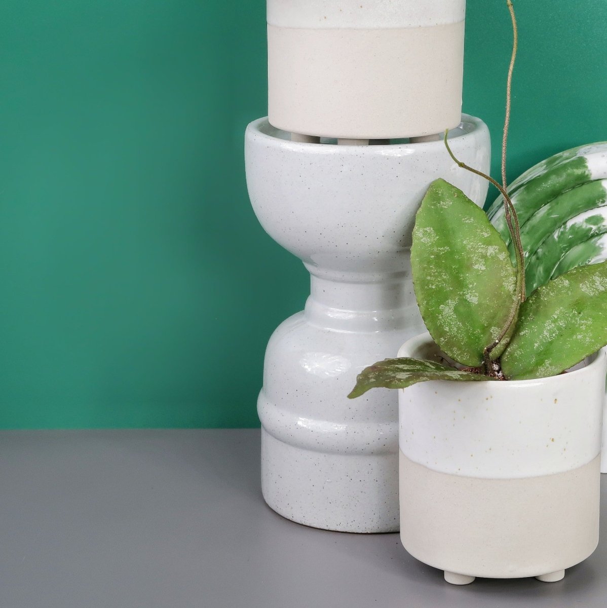 HOYA CAUDATA SUMATRA online bestellen bei potflourri