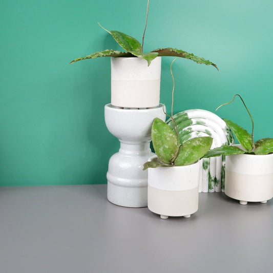 HOYA CAUDATA SUMATRA online bestellen bei potflourri