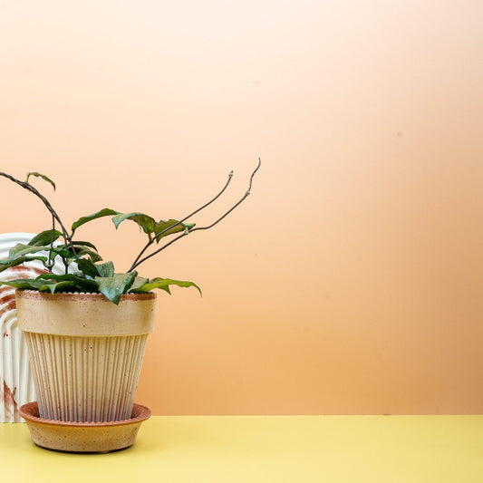 Hoya Erythrina, glänzend ledrige Blätter – potflourri