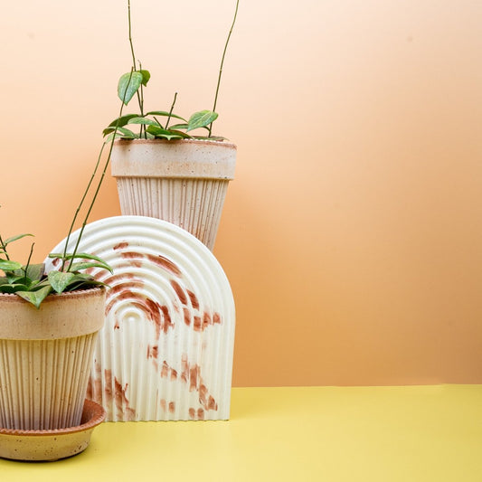 Hoya Fitchii, netzartige Blattaderung – potflourri