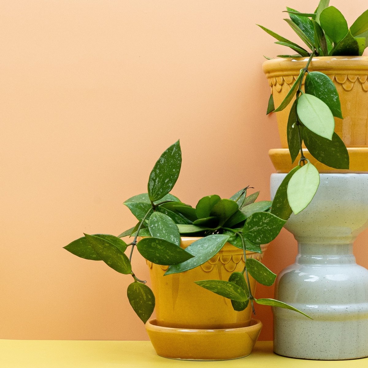 HOYA GRACILIS online bestellen bei potflourri