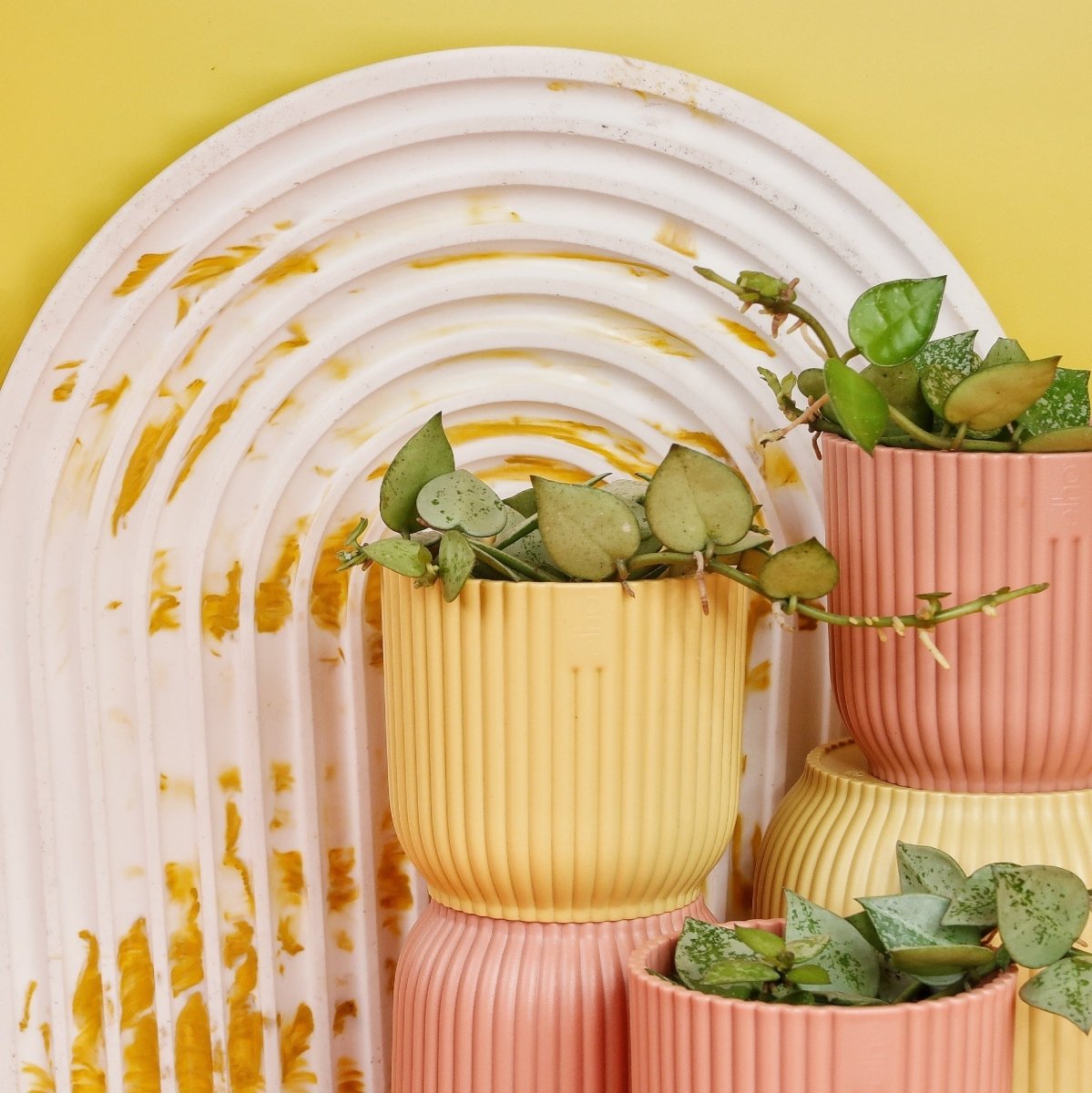 HOYA KROHNIANA ESKIMO online bestellen bei potflourri