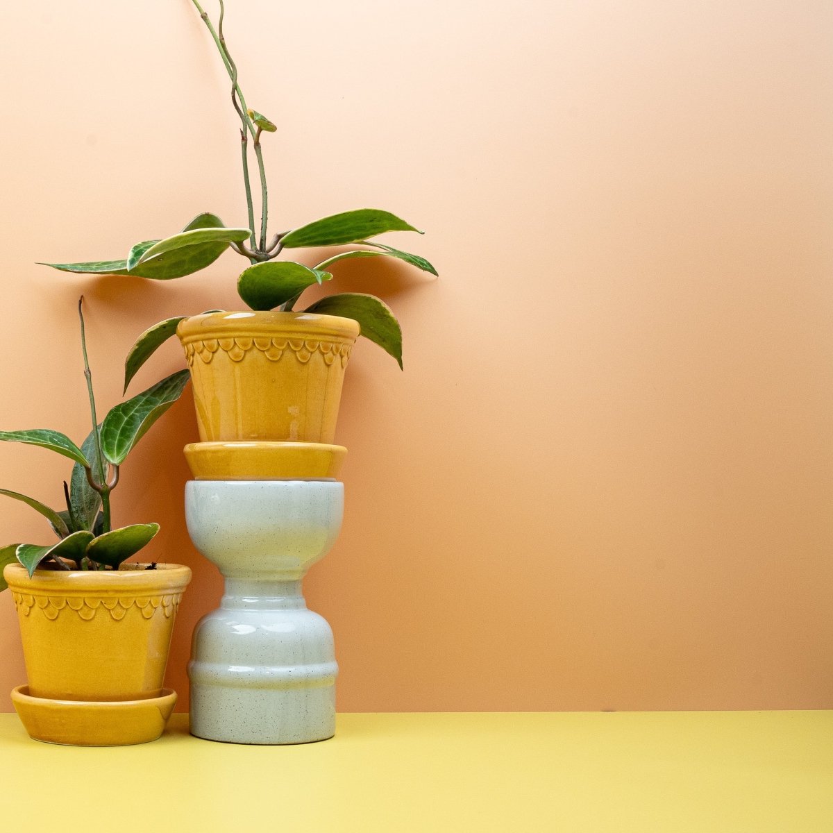 HOYA LATIFOLIA ALBOMARGINATA online bestellen bei potflourri