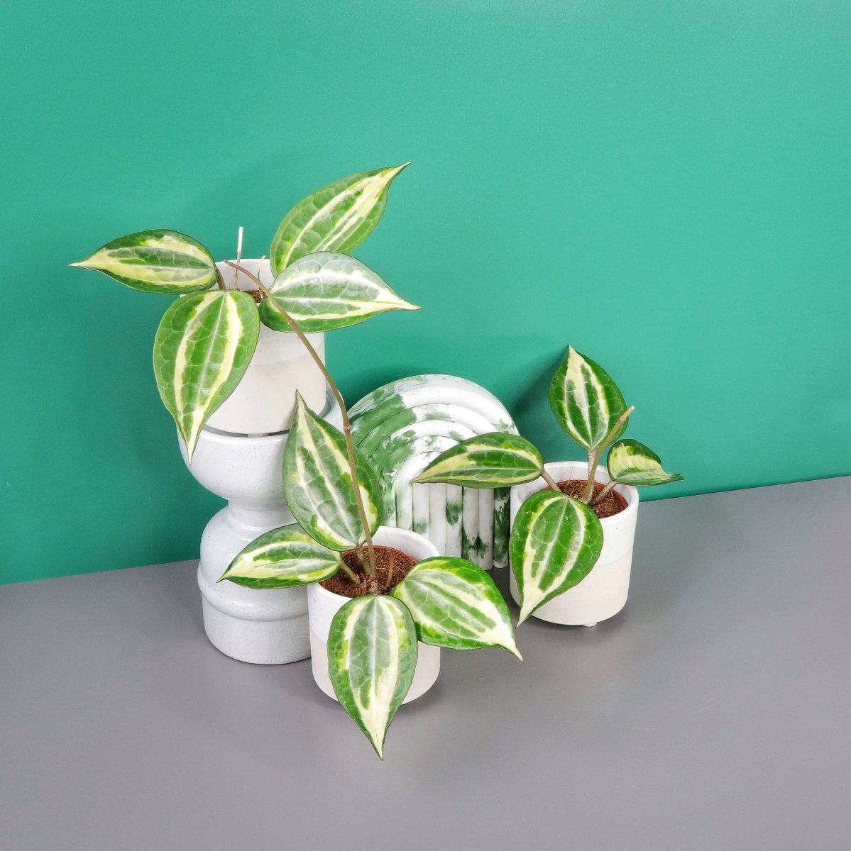 HOYA MACROPHYLLA VARIEGATA online bestellen bei potflourri