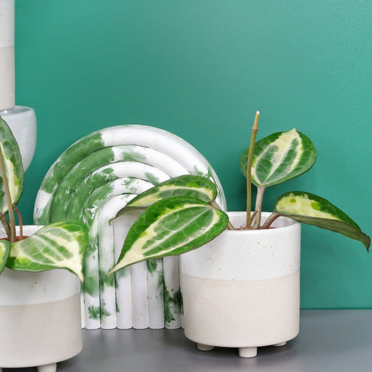 HOYA MACROPHYLLA VARIEGATA online bestellen bei potflourri