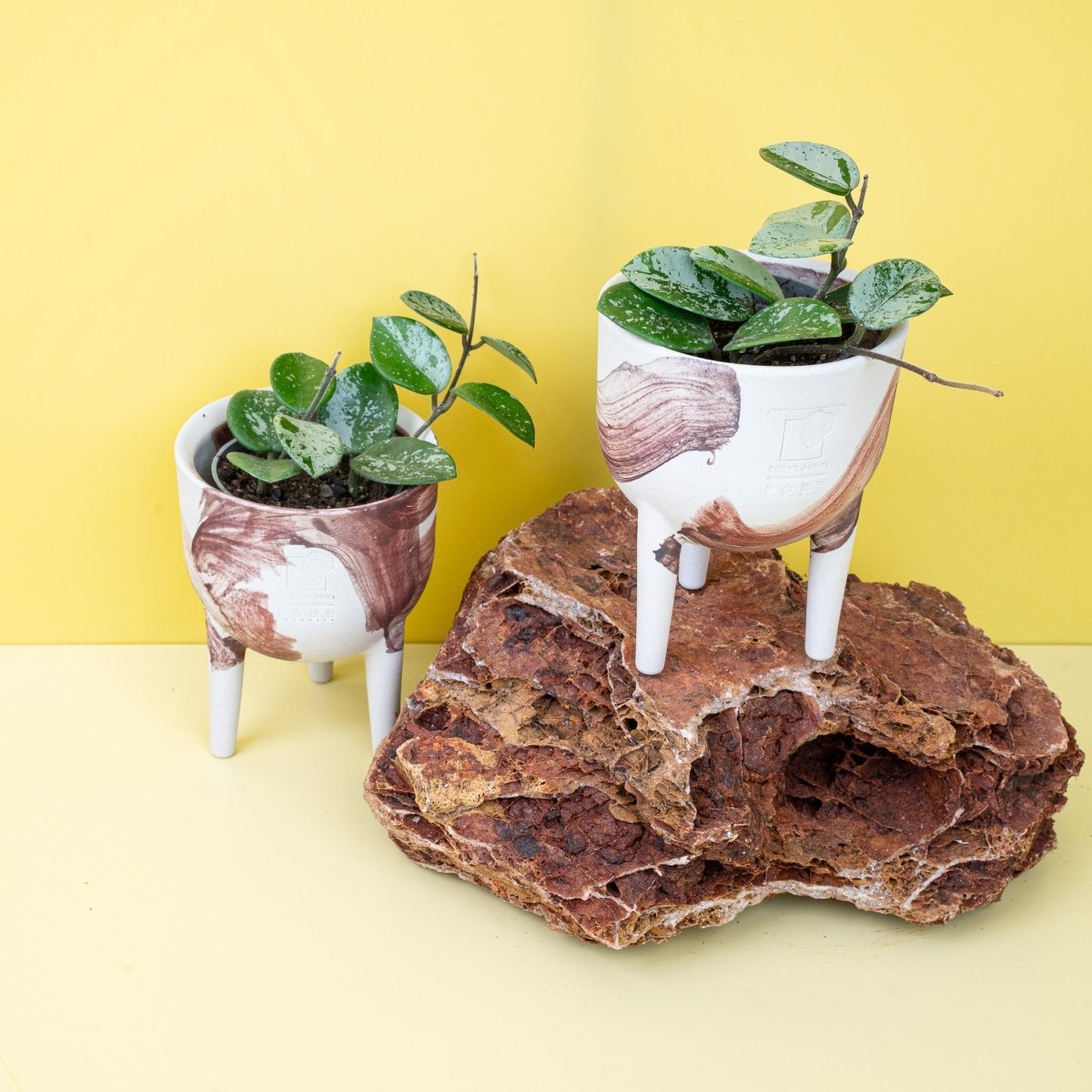 HOYA MATHILDE SPLASH online bestellen bei potflourri