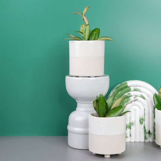 HOYA PHILIPINES online bestellen bei potflourri