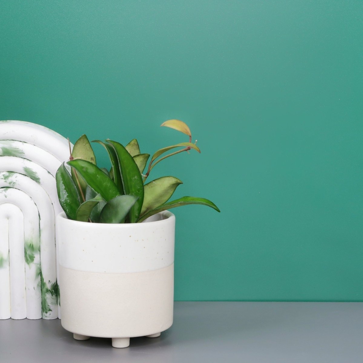 HOYA PHILIPINES online bestellen bei potflourri