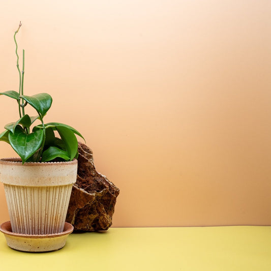 Hoya Quinquenervia, dicke glänzende Blätter – potflourri