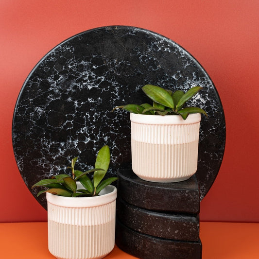 HOYA ROSITA online bestellen bei potflourri