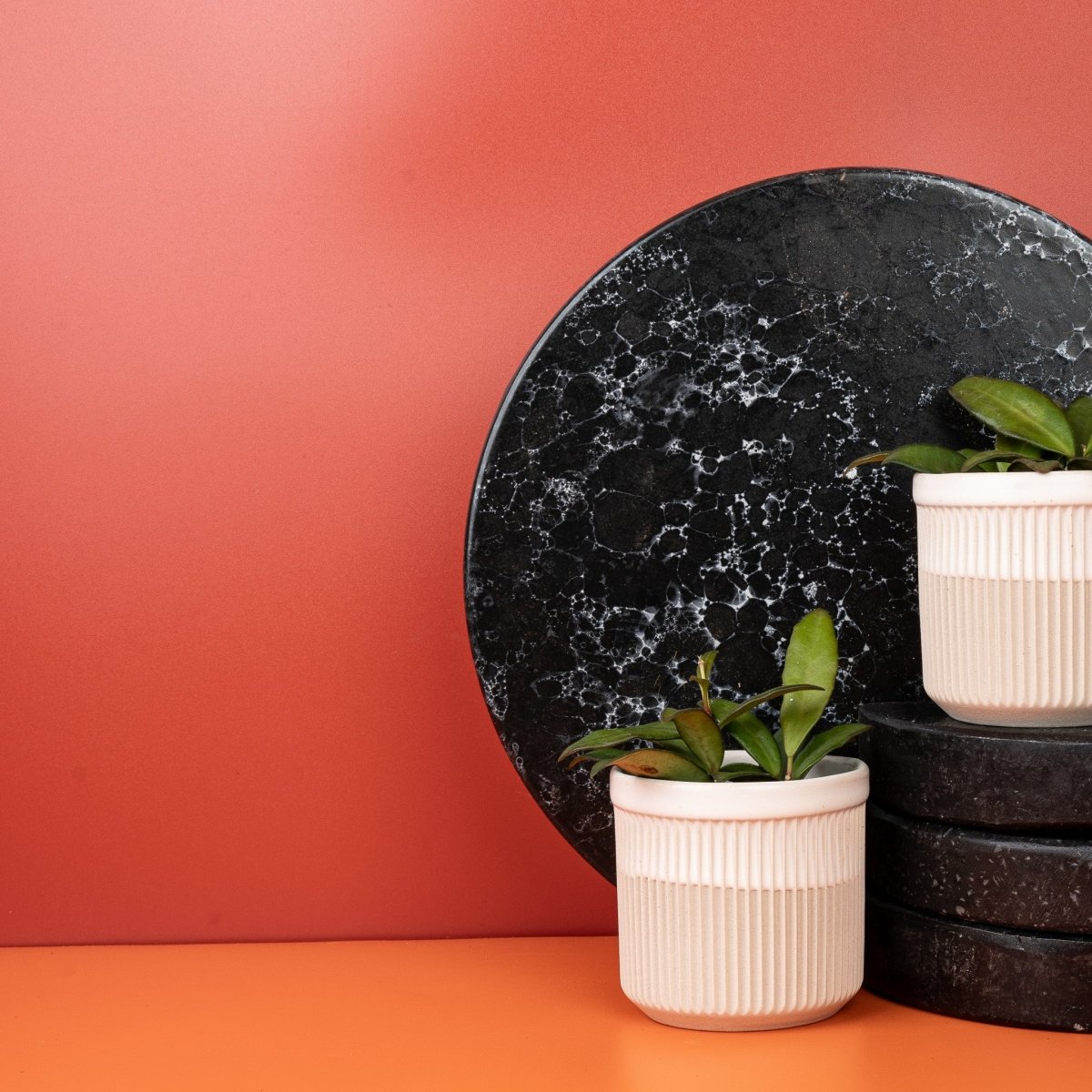 HOYA ROSITA online bestellen bei potflourri