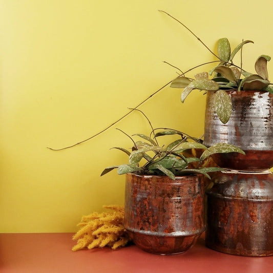 Hoya Sigillatis – Zimmerpflanze mit sukkulenten Blättern – potflourri