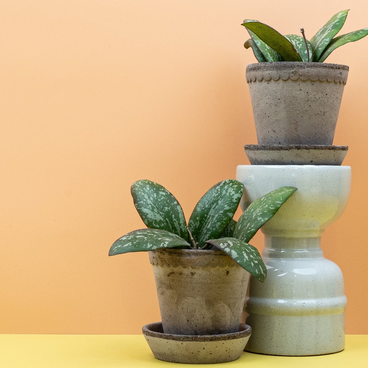 HOYA SIGILLATIS online bestellen bei potflourri