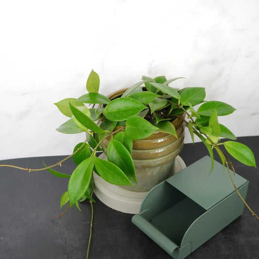 HOYA SUNRISE online bestellen bei potflourri