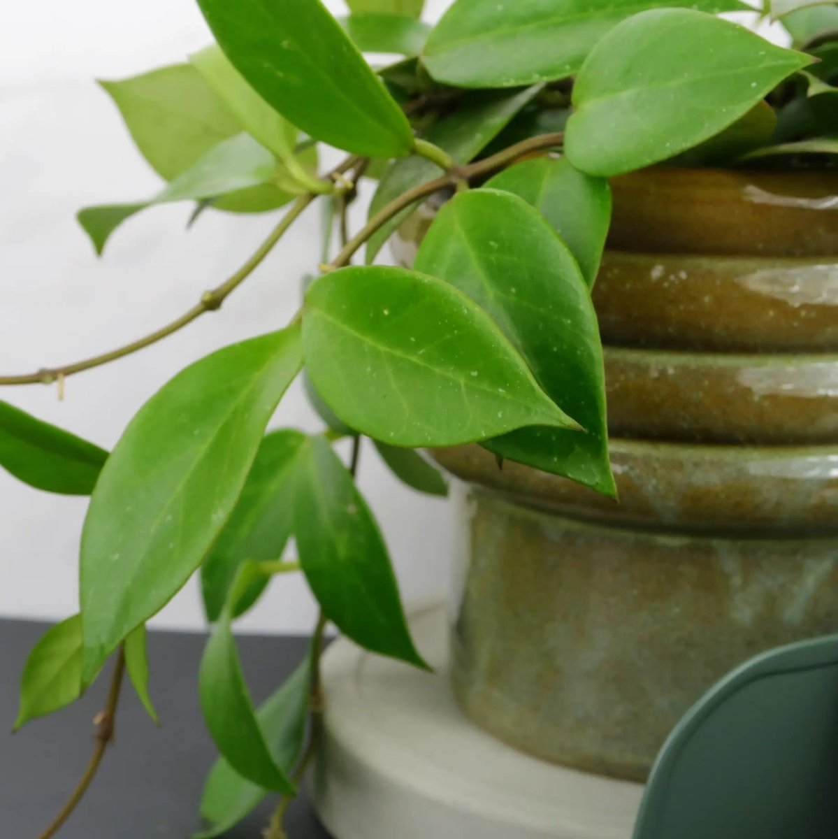 HOYA SUNRISE online bestellen bei potflourri