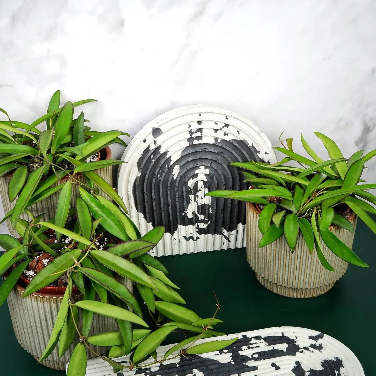 HOYA WAYETII online bestellen bei potflourri