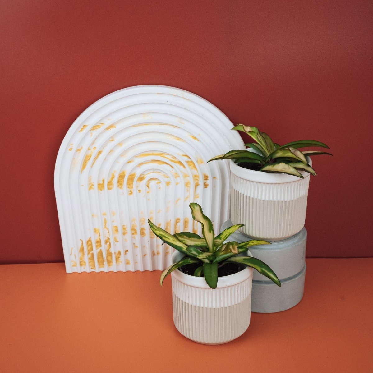 HOYA WAYETII TRICOLOR online bestellen bei potflourri