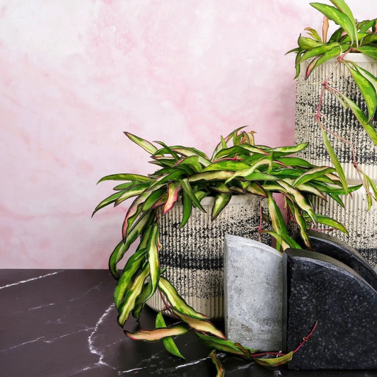 HOYA WAYETII TRICOLOR online bestellen bei potflourri