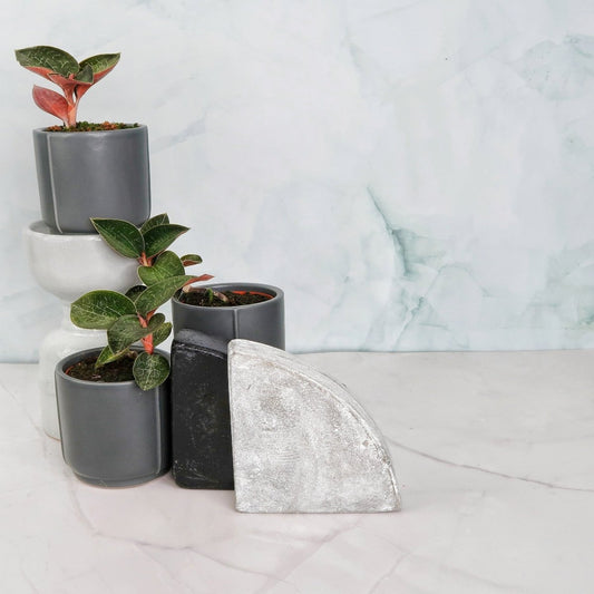 JEWEL ORCHID ANOECTOCHILUS FORMOSANUS online bestellen bei potflourri