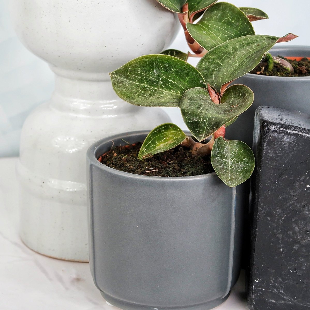 JEWEL ORCHID ANOECTOCHILUS FORMOSANUS online bestellen bei potflourri