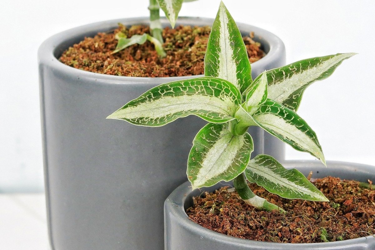 JEWEL ORCHID ASPIDOGYNE ARGENTEA online bestellen bei potflourri