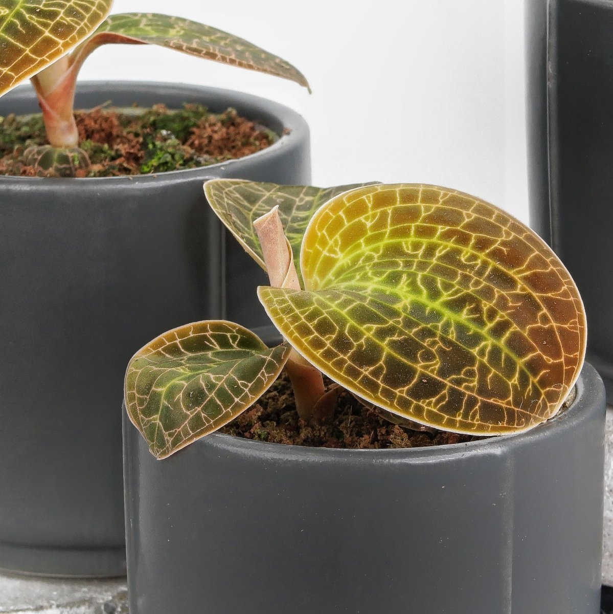 JEWEL ORCHID MACODES LOWII online bestellen bei potflourri