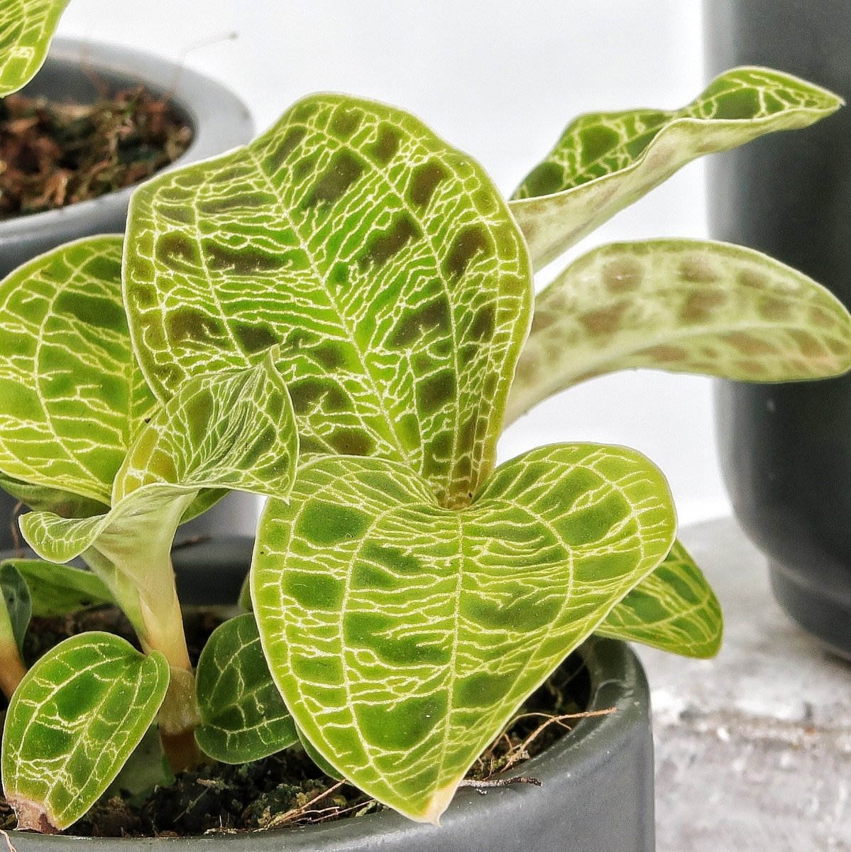 JEWEL ORCHID MACODES PETOLA online bestellen bei potflourri