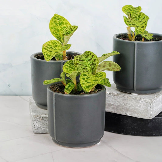 JEWEL ORCHID MACODES PETOLA online bestellen bei potflourri