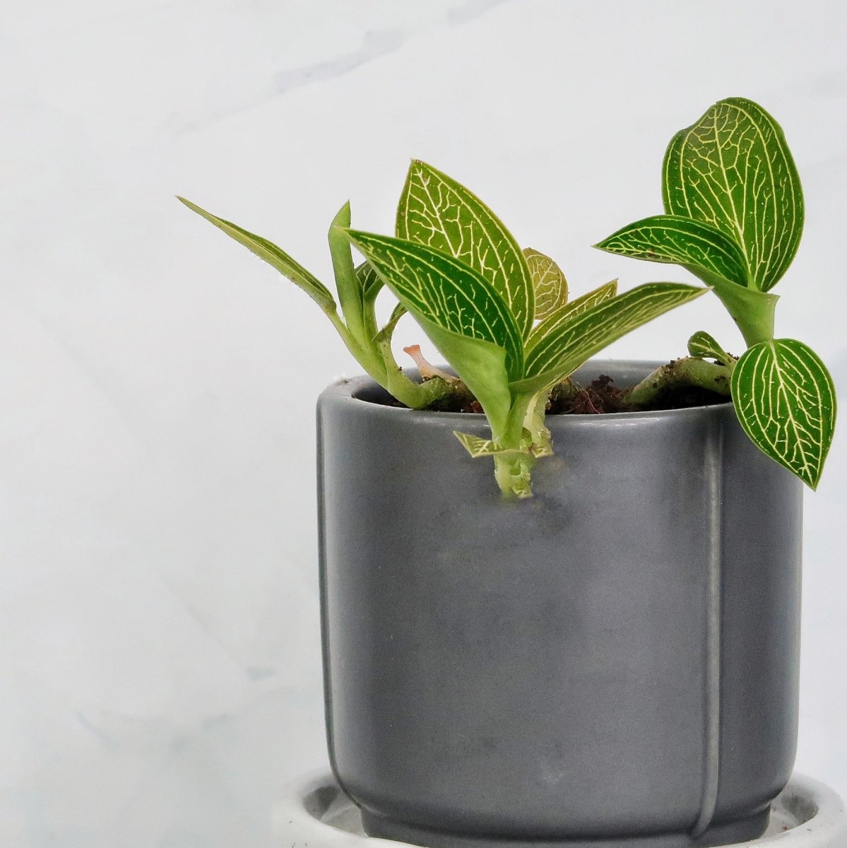 JEWEL ORCHID SPIDERMAN GREEN online bestellen bei potflourri