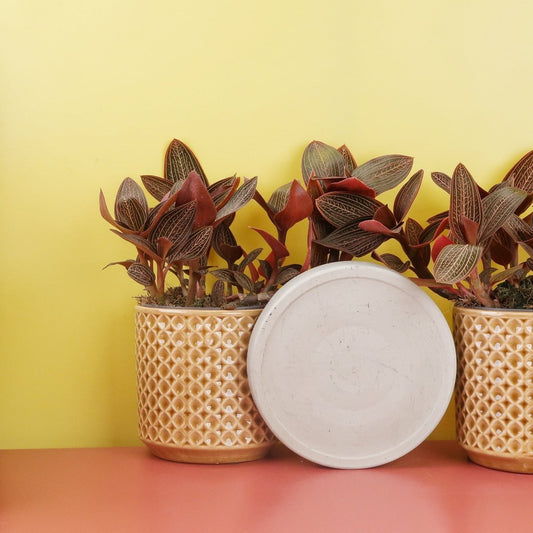 JEWEL ORCHID SPIDERMAN RED online bestellen bei potflourri