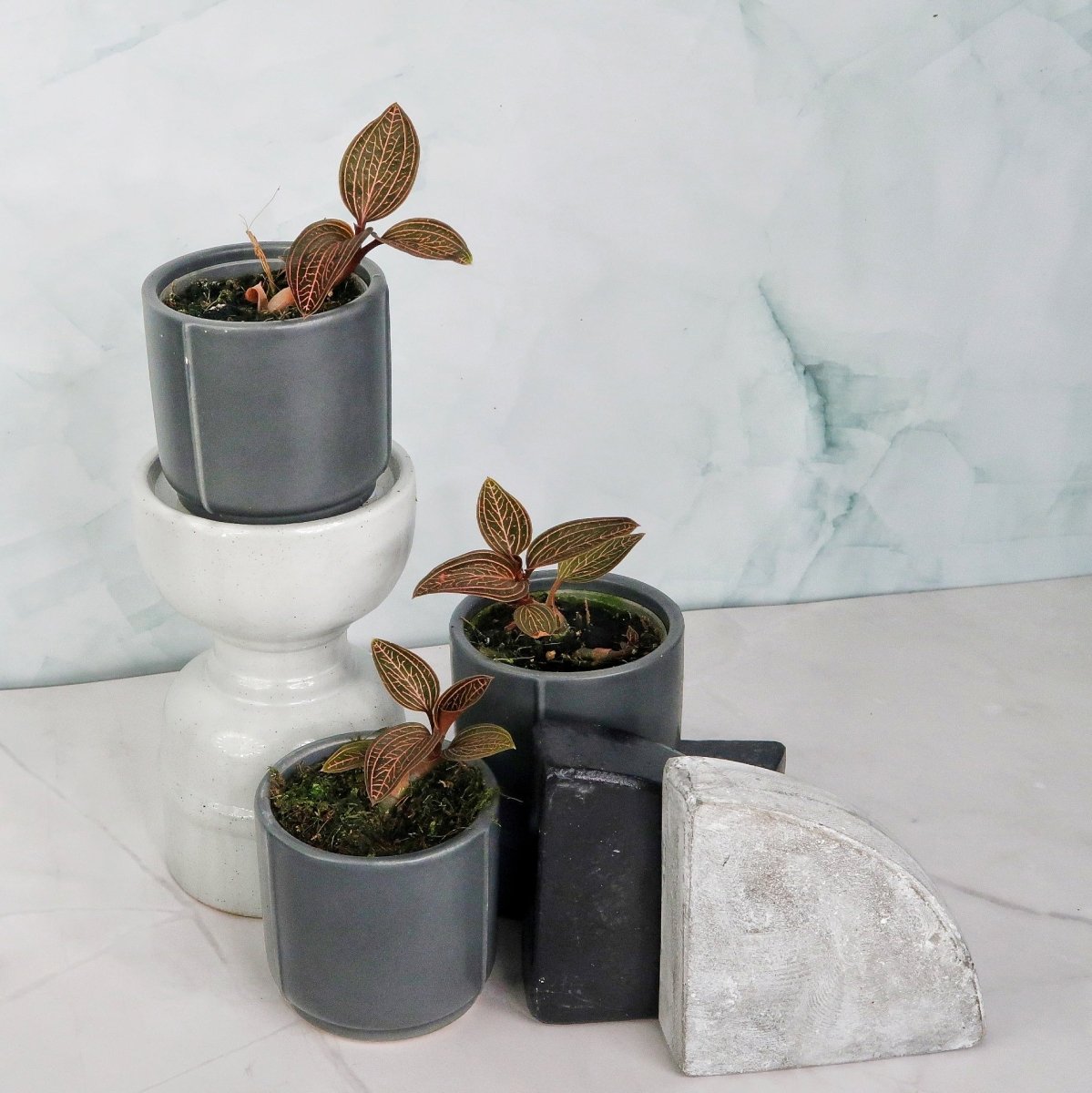 JEWEL ORCHID SPIDERMAN RED online bestellen bei potflourri