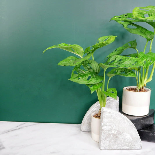 Monstera Adansonii – Zimmerpflanze mit durchbrochenen Blättern – potflourri
