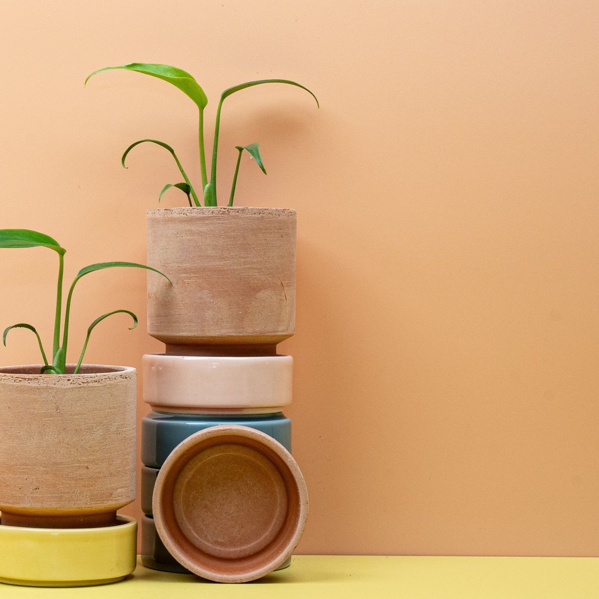 MONSTERA BURLE MARX FLAME online bestellen bei potflourri