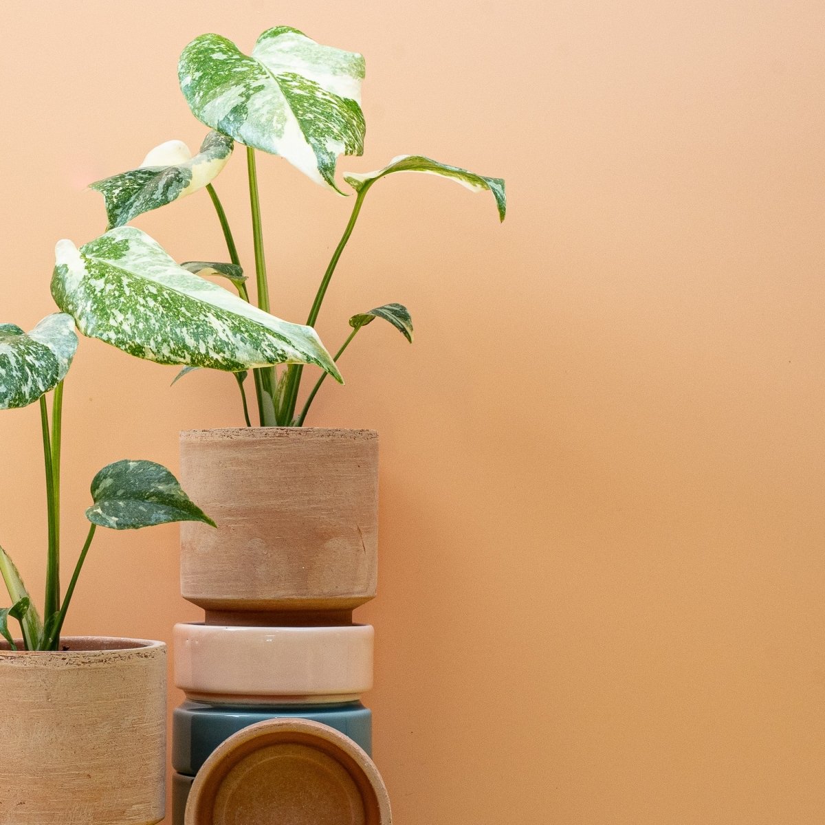 MONSTERA CREME BRULEE online bestellen bei potflourri