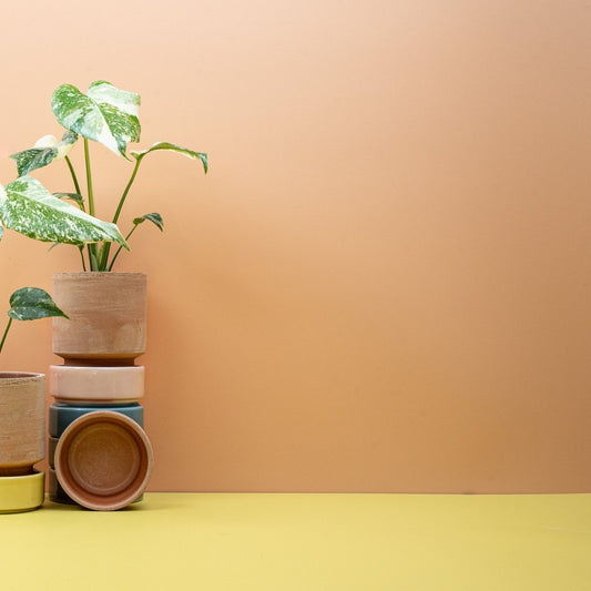 Monstera Creme Brulee, Creme- und Grüntöne – potflourri