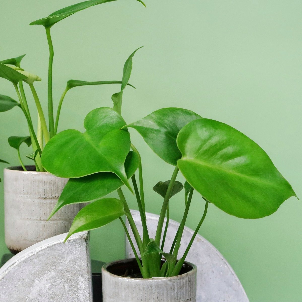 MONSTERA DELICIOSA online bestellen bei potflourri