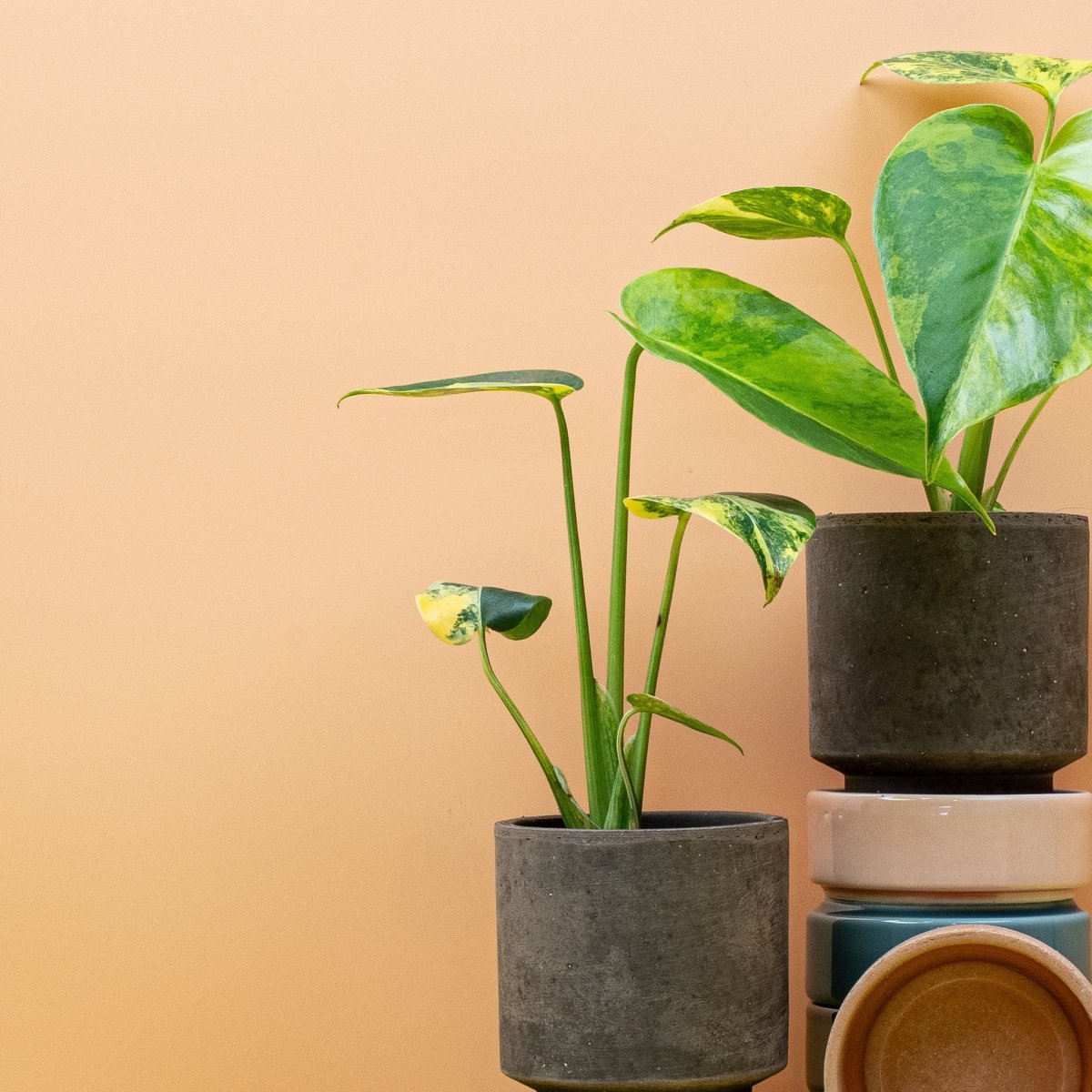 MONSTERA DELICIOSA VARIEGATA AUREA online bestellen bei potflourri