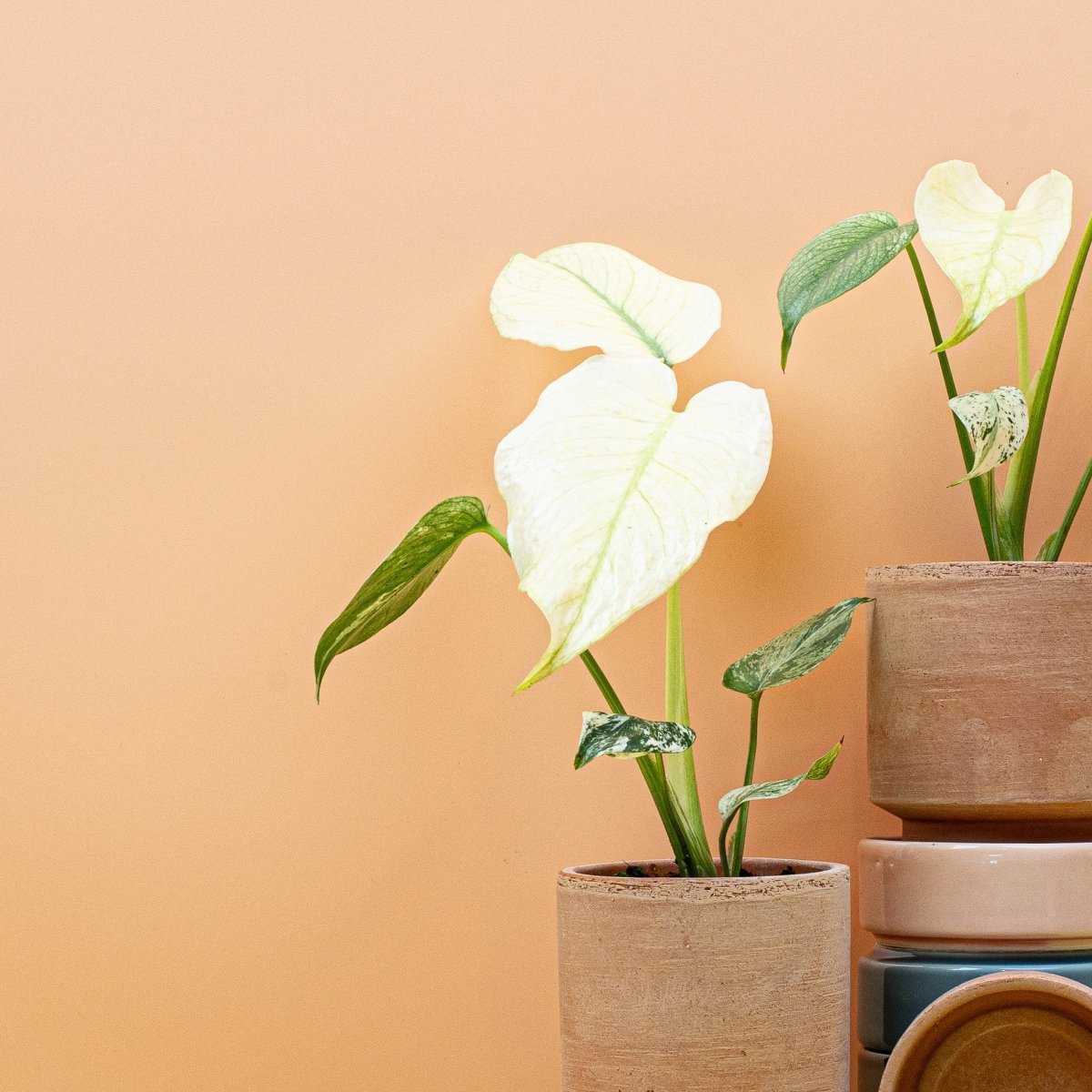 MONSTERA DELICIOSA VARIEGATA MINT online bestellen bei potflourri