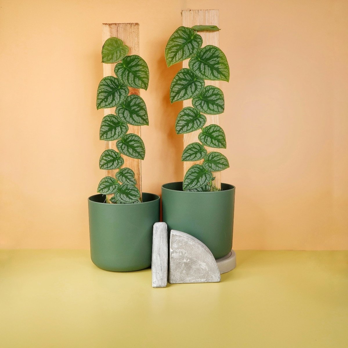 MONSTERA DUBIA online kaufen bei potflourri