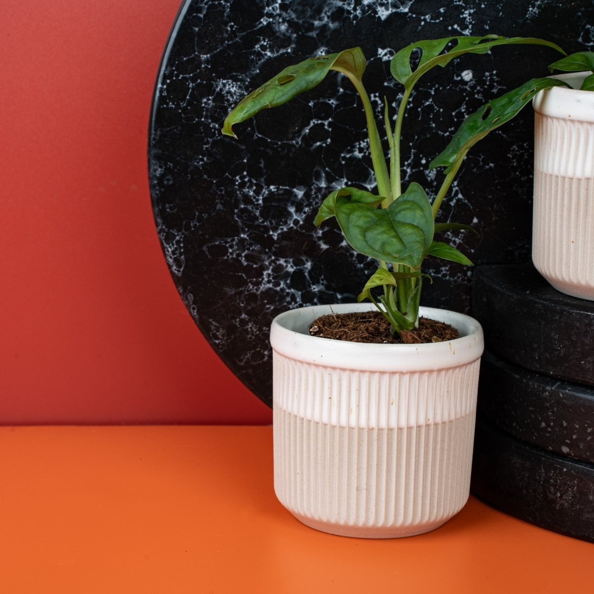 MONSTERA ESQUELETO online bestellen bei potflourri