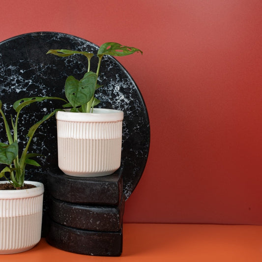 MONSTERA ESQUELETO online bestellen bei potflourri