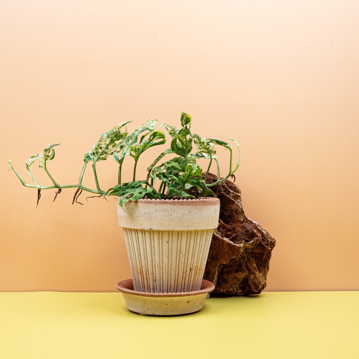 MONSTERA FROZEN FRECKLES online bestellen bei potflourri