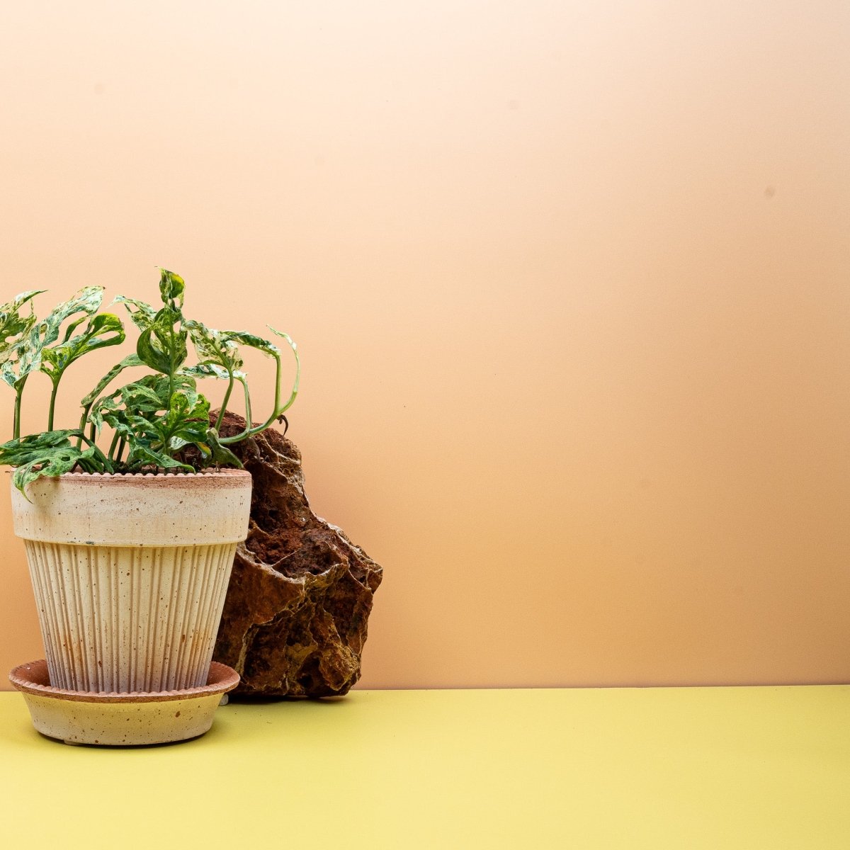 MONSTERA FROZEN FRECKLES online bestellen bei potflourri