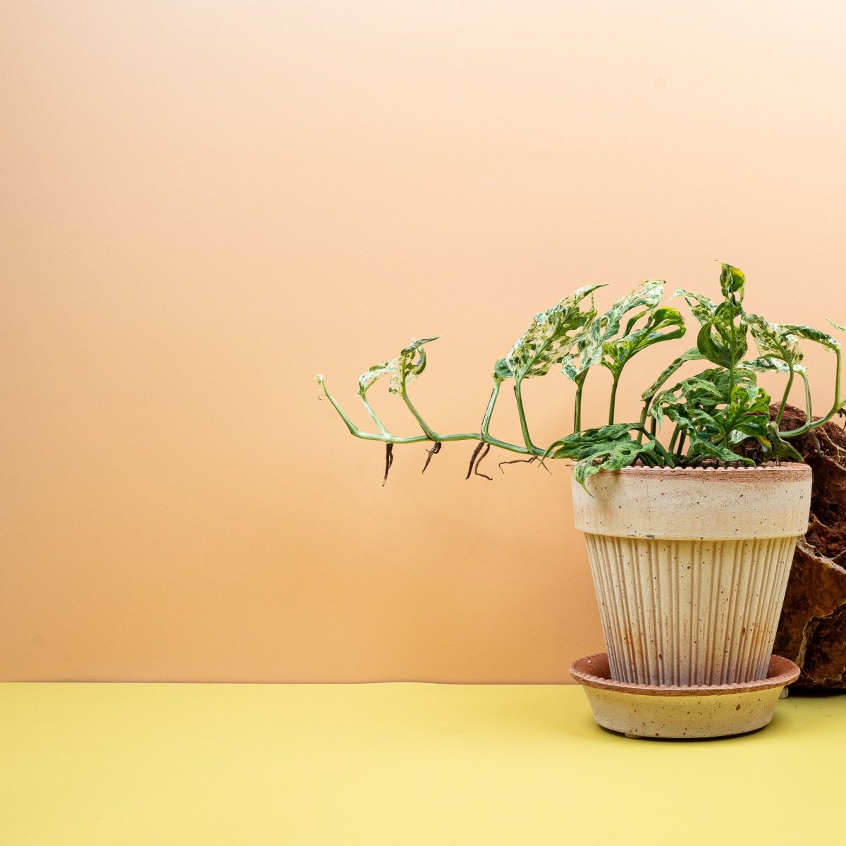 MONSTERA FROZEN FRECKLES online bestellen bei potflourri