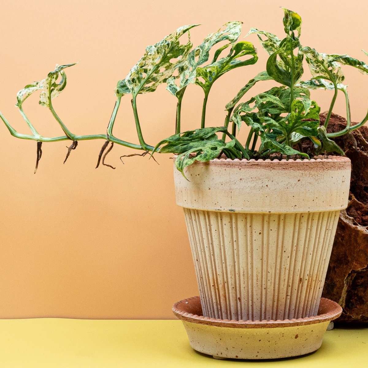 MONSTERA FROZEN FRECKLES online bestellen bei potflourri