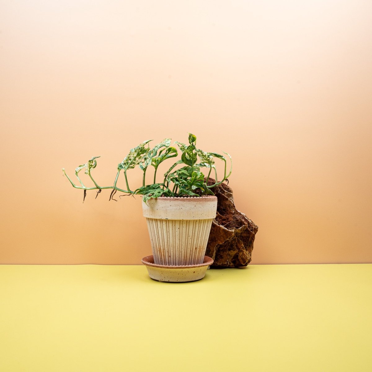 MONSTERA FROZEN FRECKLES online bestellen bei potflourri