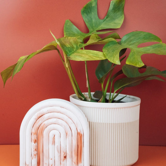 MONSTERA MINIMA VARIEGATA online bestellen bei potflourri